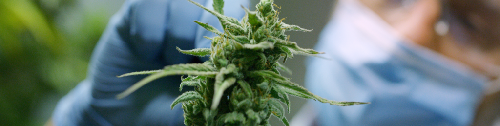 This medical cannabis plant was disinfected with cold plasma