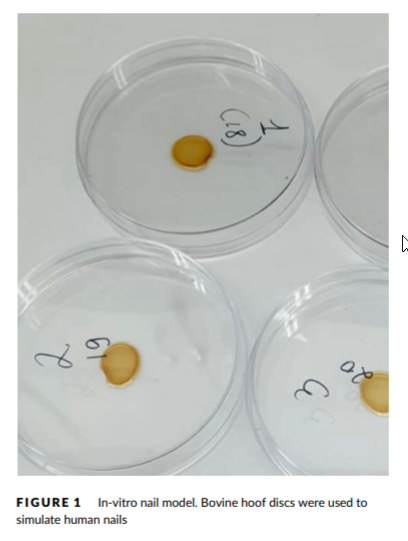 In-vitro nail model. Treatment of nail fungus.